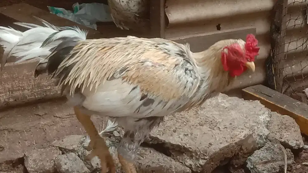 Ayam Siam Jumbo