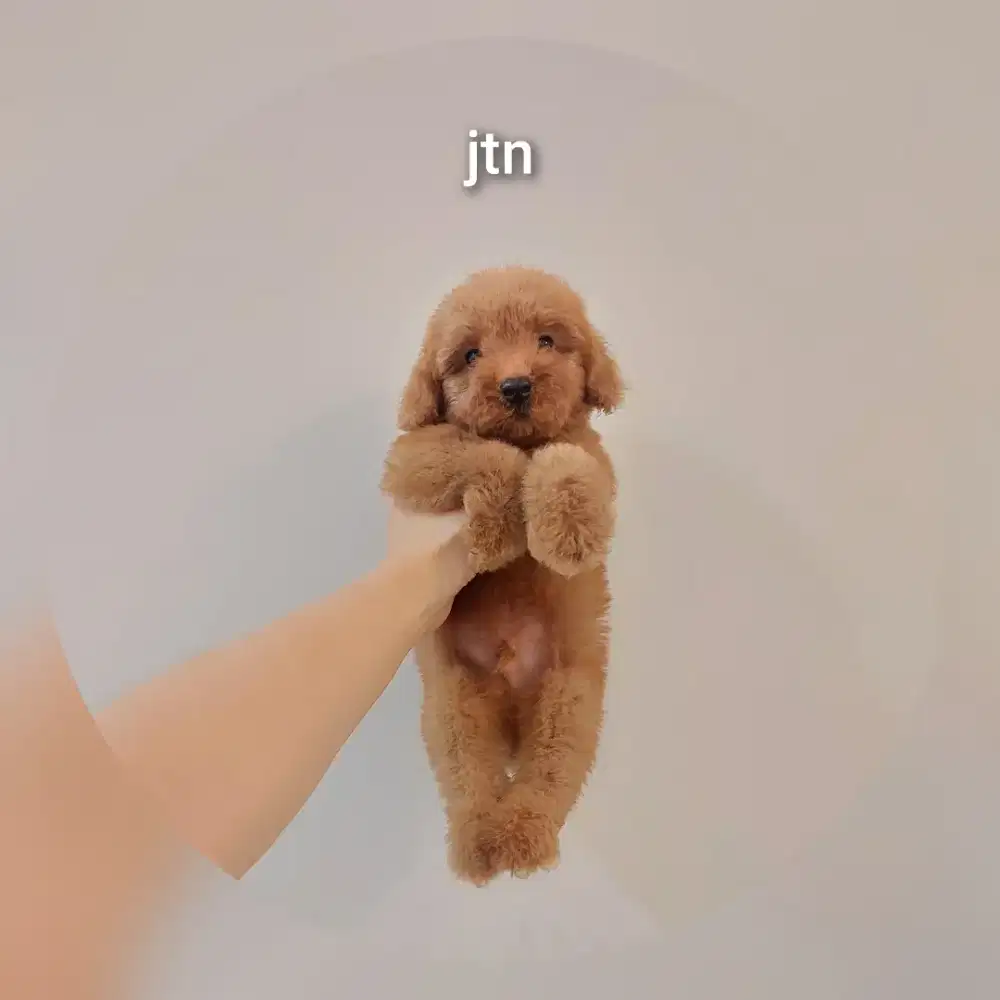 puppy poodle bersurat stb vaksin !!! no php !!!