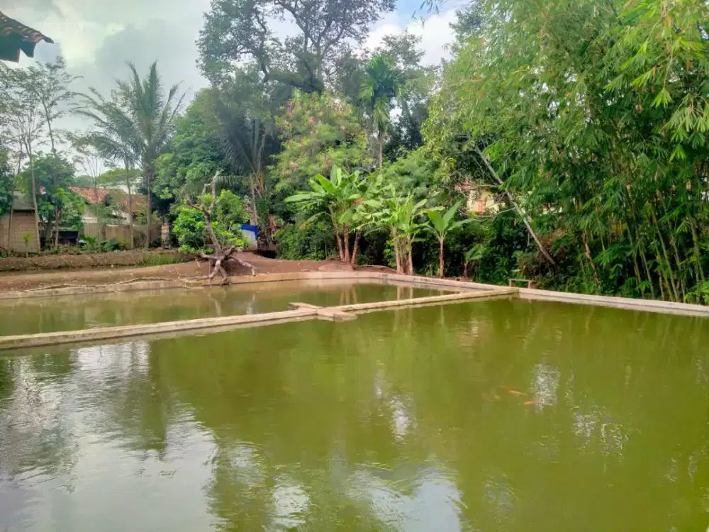 Tanah+Rumah+Kolam ikan di Bernung Pesawaran Nyaman buat santai+invest