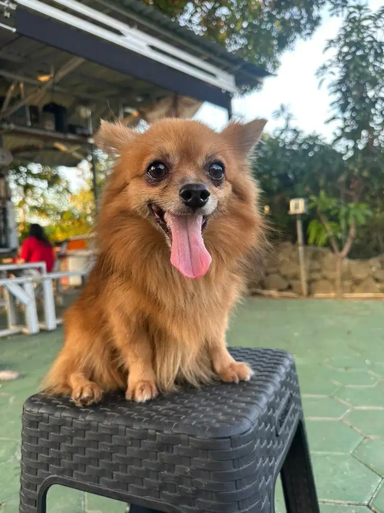 ANJING MINI POMERANIAN