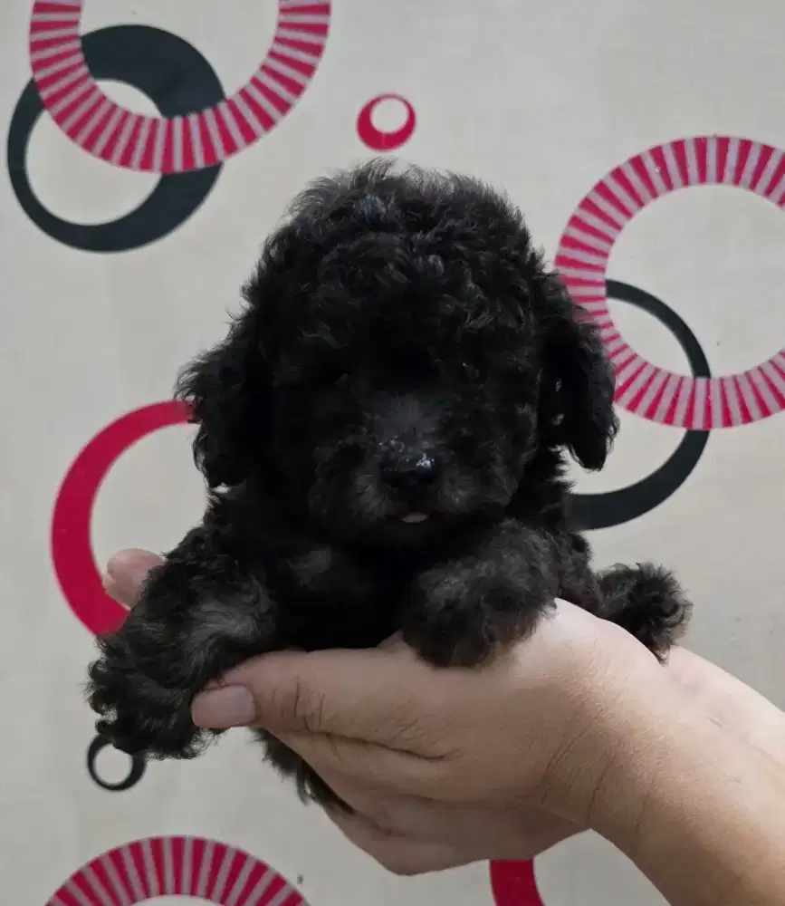 Poodle Silver Jantan