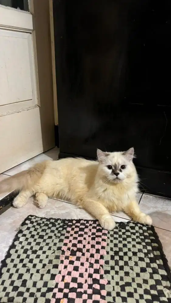 Kucing Ragdol jantan
