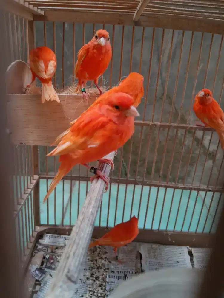 Kenari Merah lokal