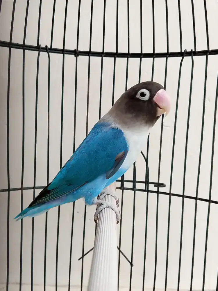 Burung lovebird betina cantik mangsi perso body gede