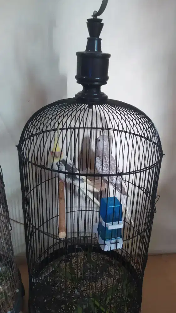 Falk sepasang.  Jantan pied betina wf