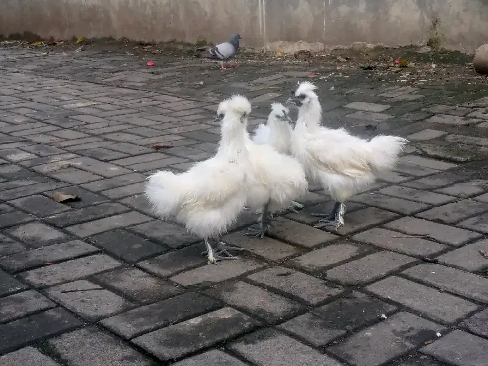 Ayam Kapas Kualitas Joss