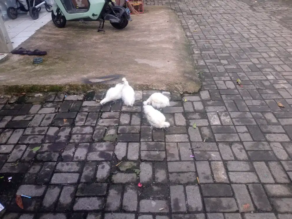 Ayam Kapas cakep sepasang