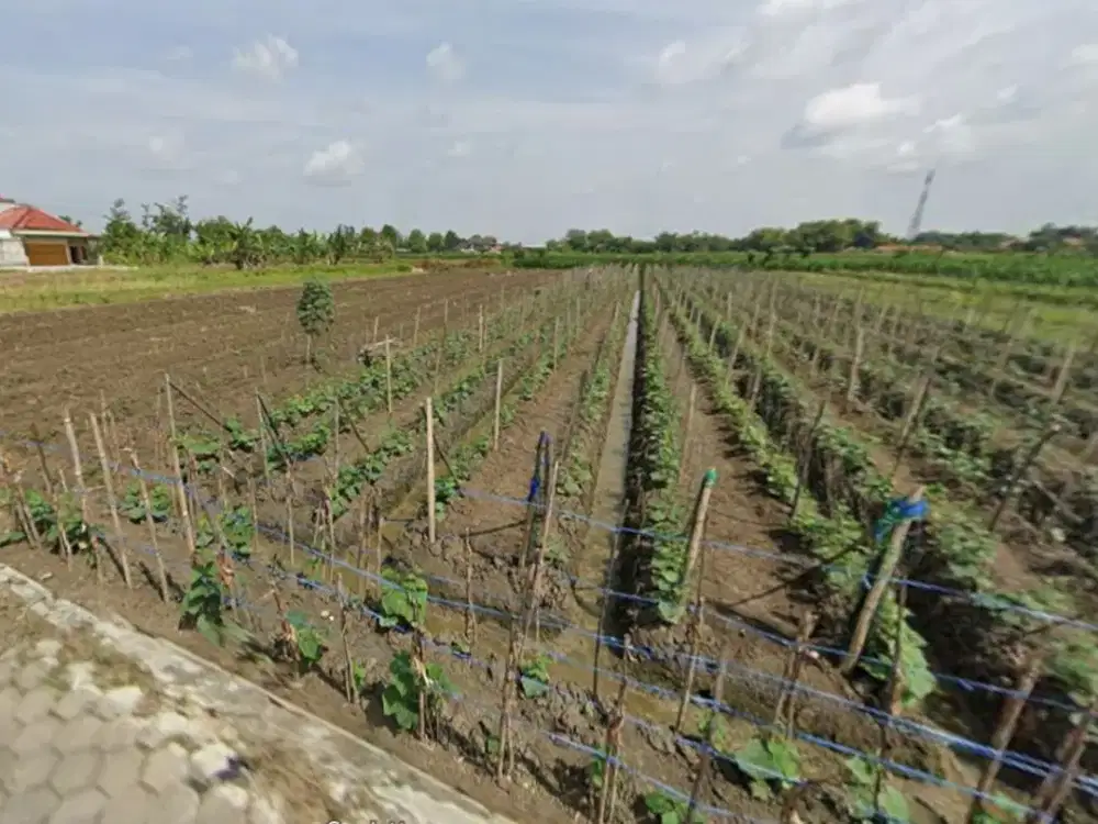jual cepat sawah produktif jl karangturi gemuh kendal
