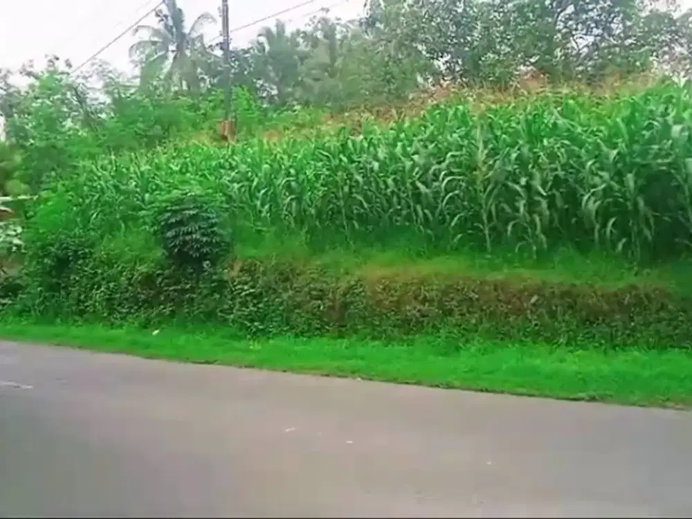 Dijual tanah pekarangan 1,7 hektar di semin gunung kidul wono sari