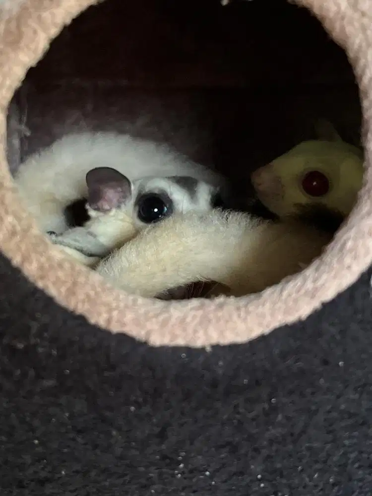 INDUKAN SUGAR GLIDER