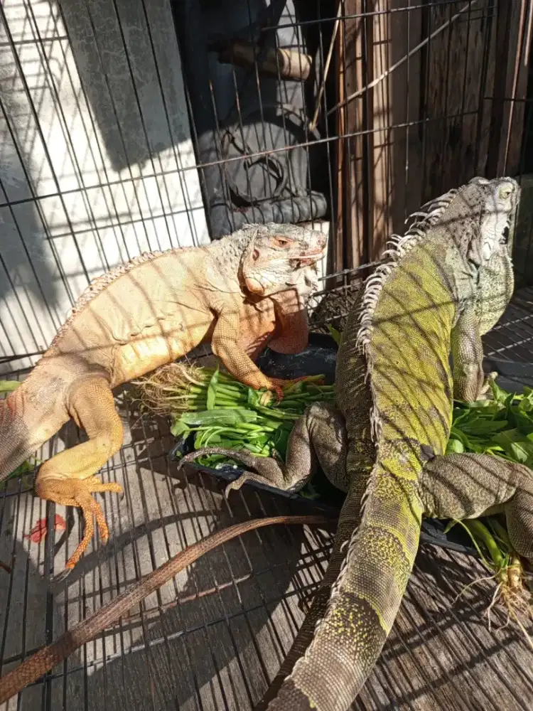 Iguana sepasang