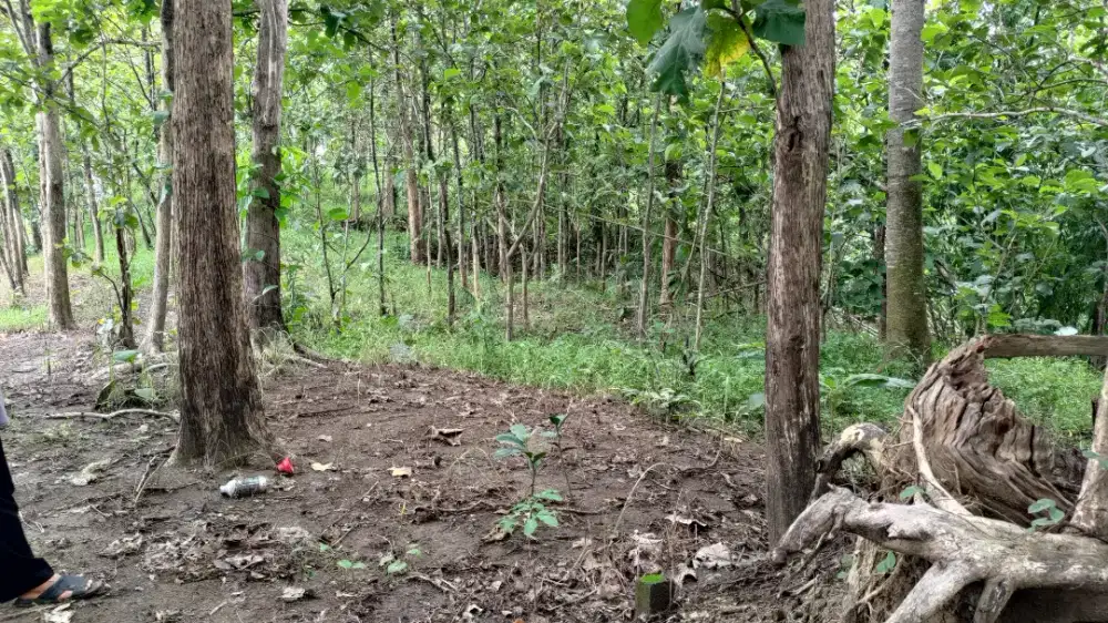 DIJUAL KEBUN JATI MURAH BOYOLALI
