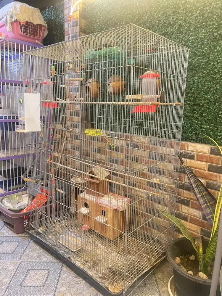 Dijual burung love bird, parkit dan kandang aviary mini.