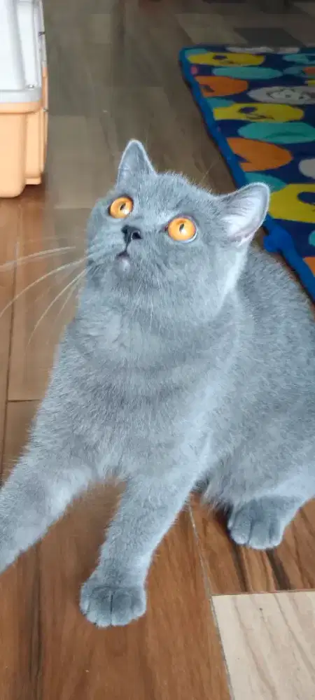 British Shorthair female 8 bulan