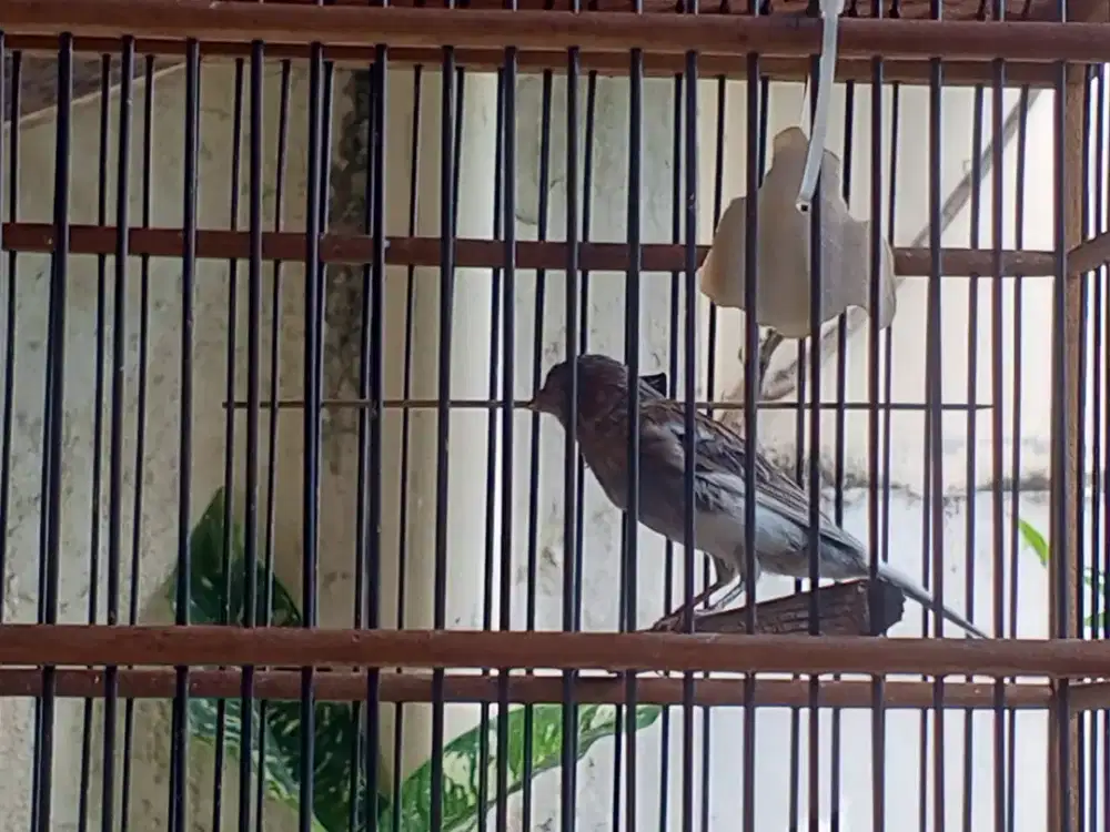 Burung kenari jantan
