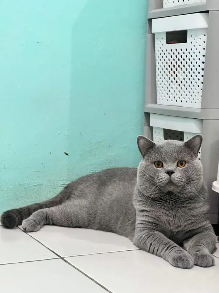 Lowongan catboy / catgirl