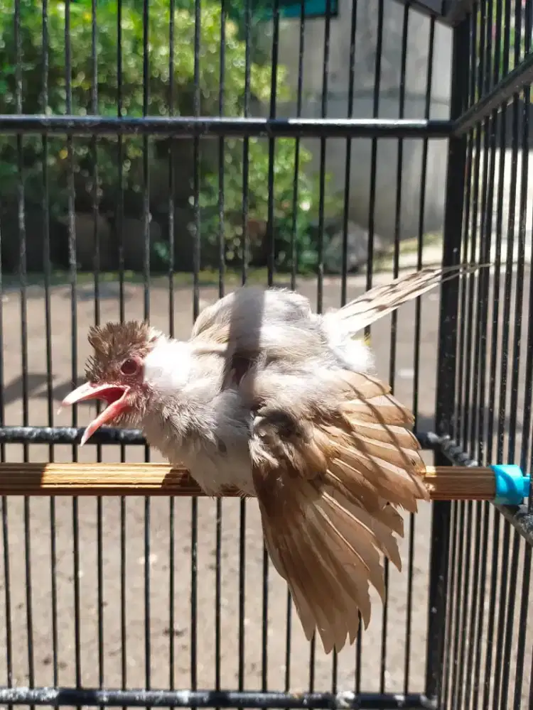 KUTILANG CREMINO MATA MERAH