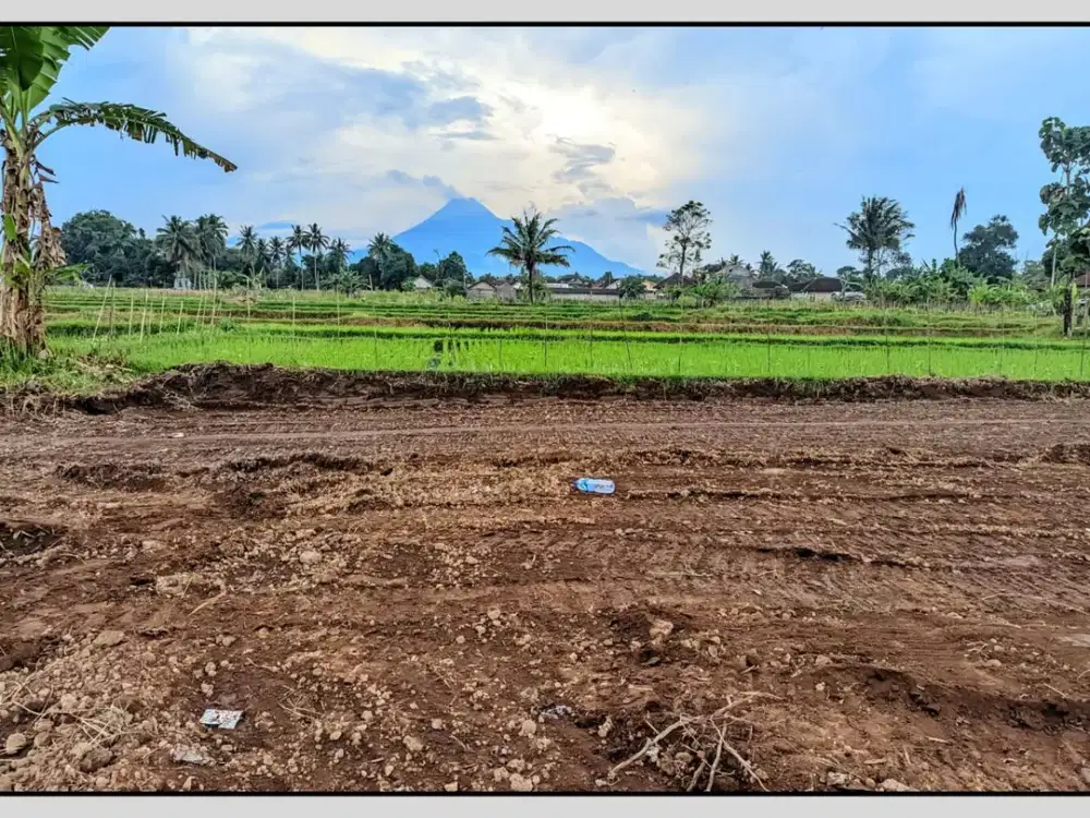 Tanah Pinggir Sawah Di Palagan Nyaman Untuk Hunian