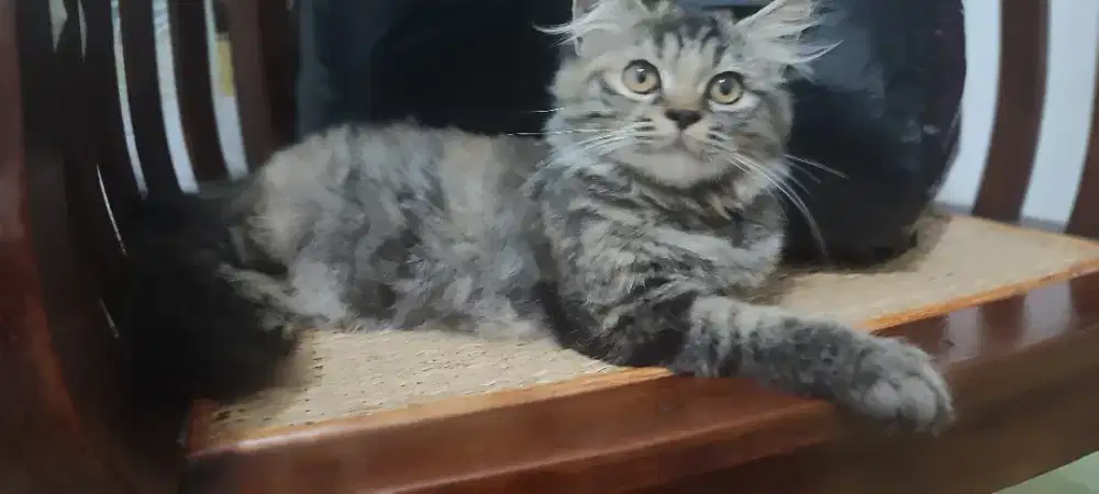 Persia betina torbie