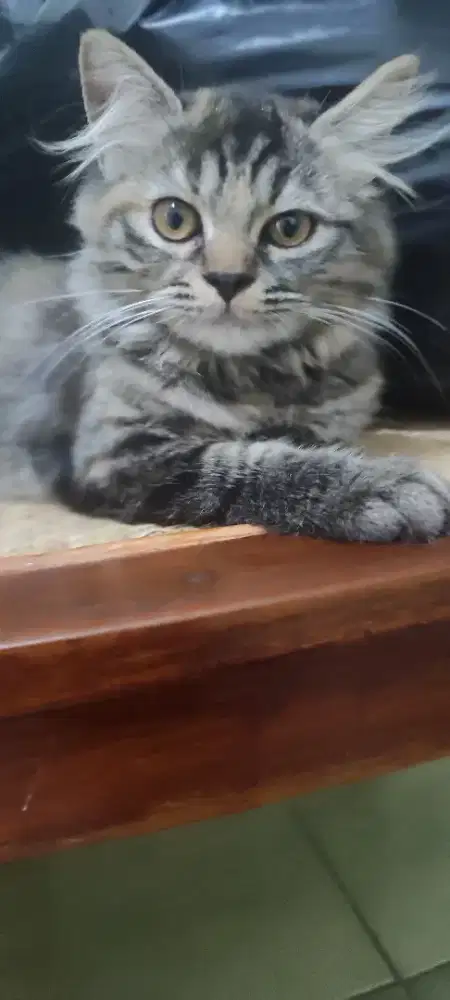 Persia betina torbie