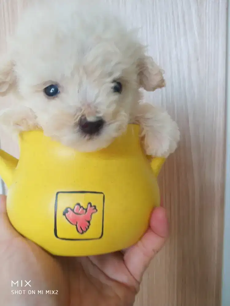 Tea Cup Poodle lucu