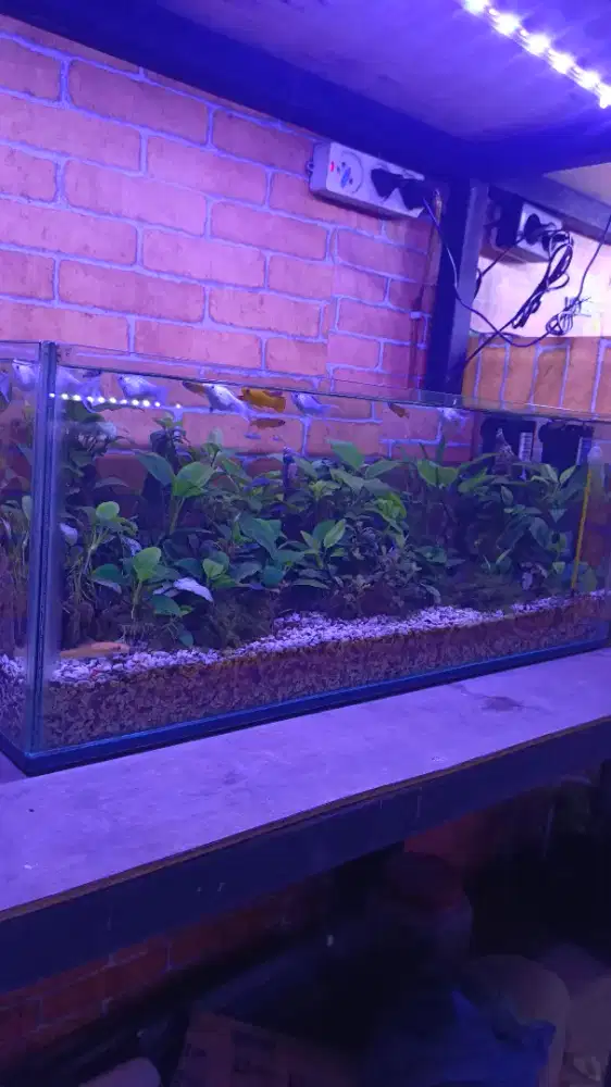 Aquarium aquascape 60cm