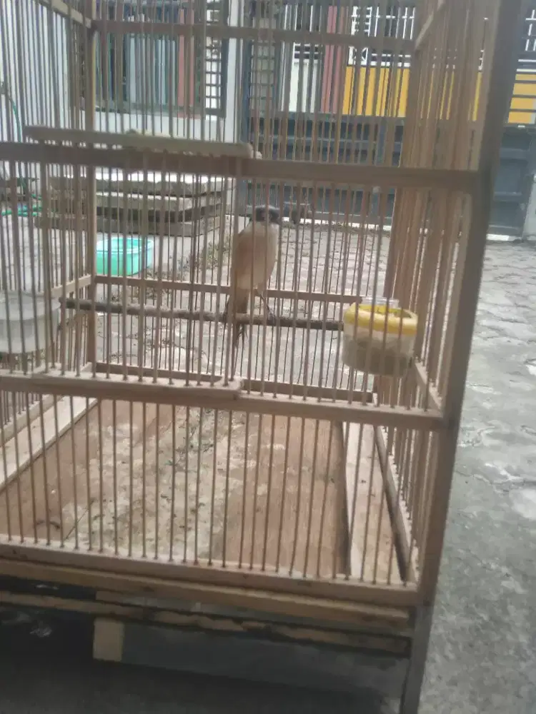 Cendet peles KTP Madura dn full masteran sama bunyi nostop