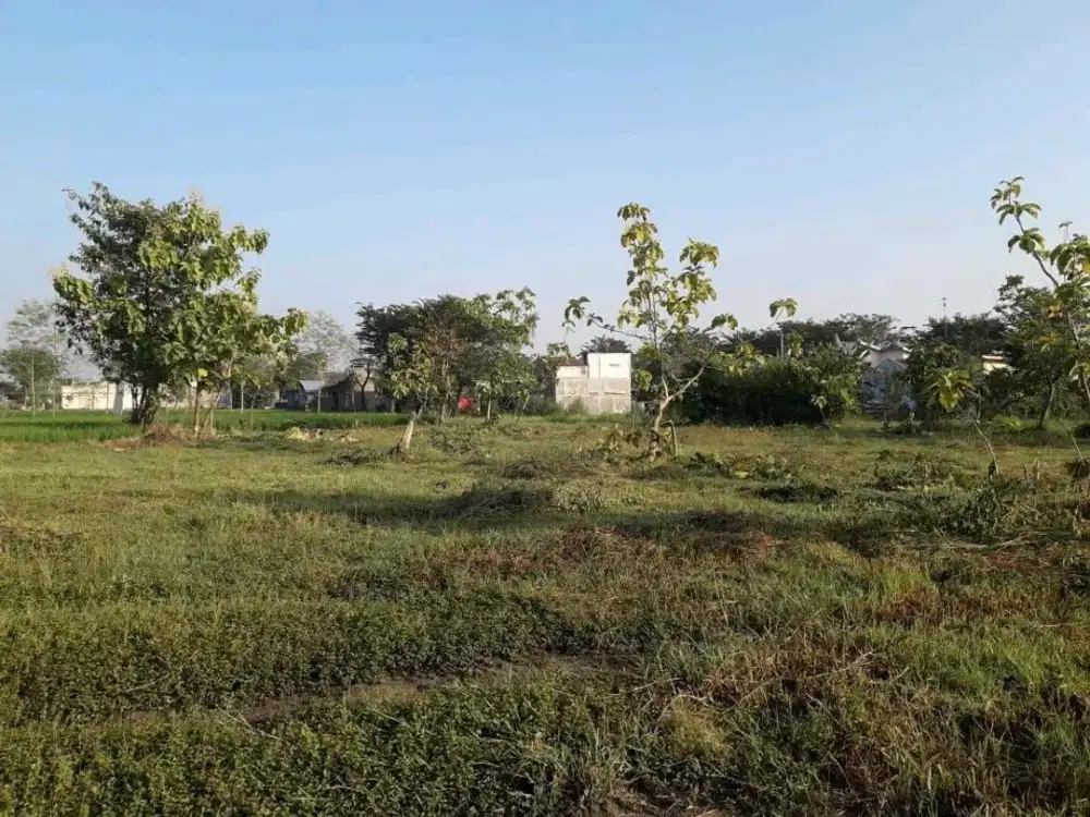 DIJUAL TANAH DAKON NGRASEH DANDER BOJONEGORO RON.A1825