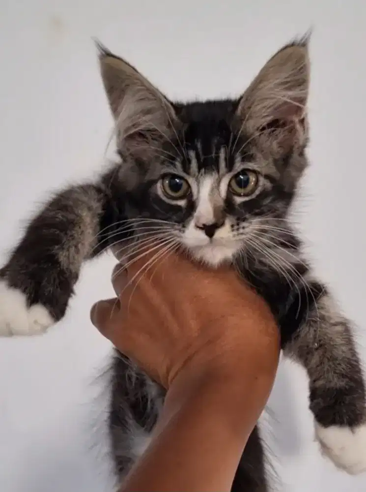 Kitten Mainecoon
