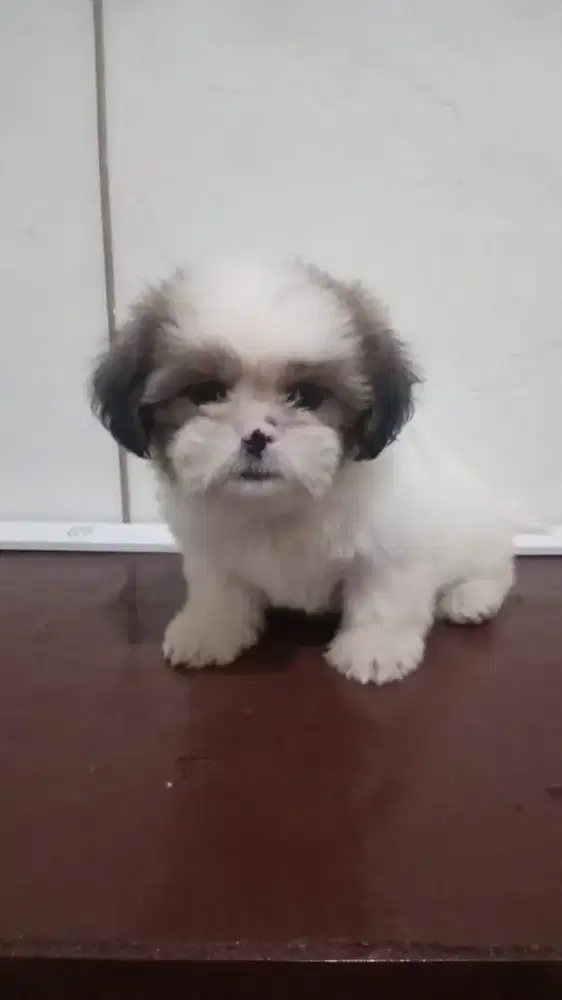 Anjing shihtzu sitsu shitsu