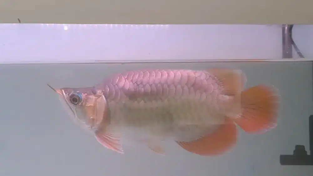Super Red Short King 30cm
