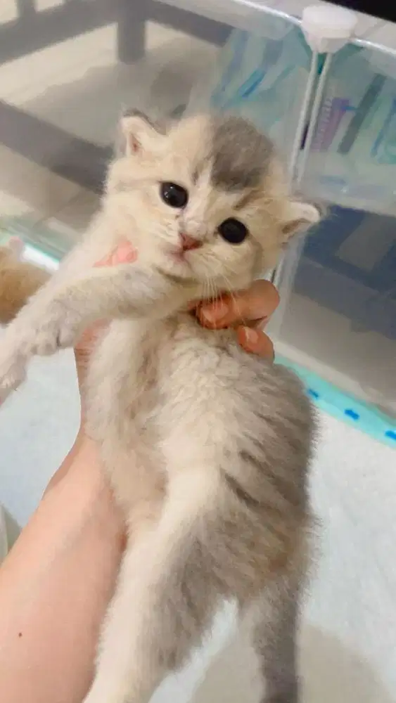Kucing scottish blue golden warna rare