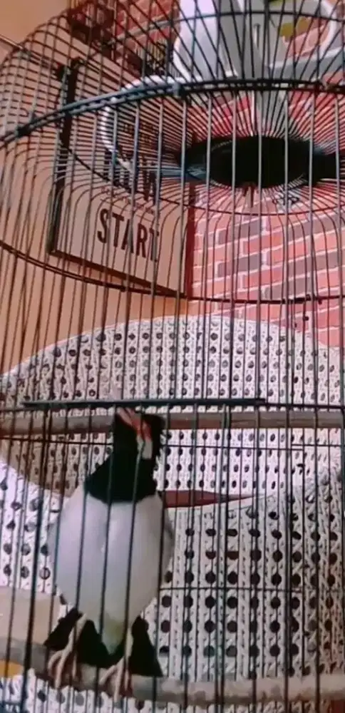 Jalak suren Gacor Ngomong