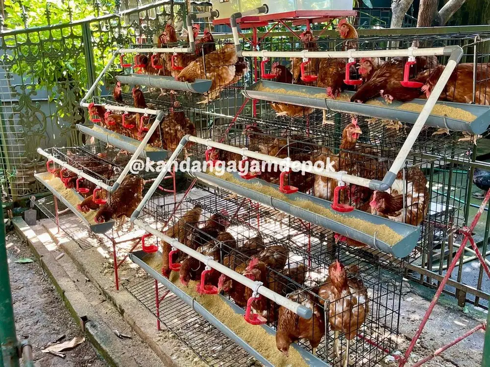 Ayam petelur produktif