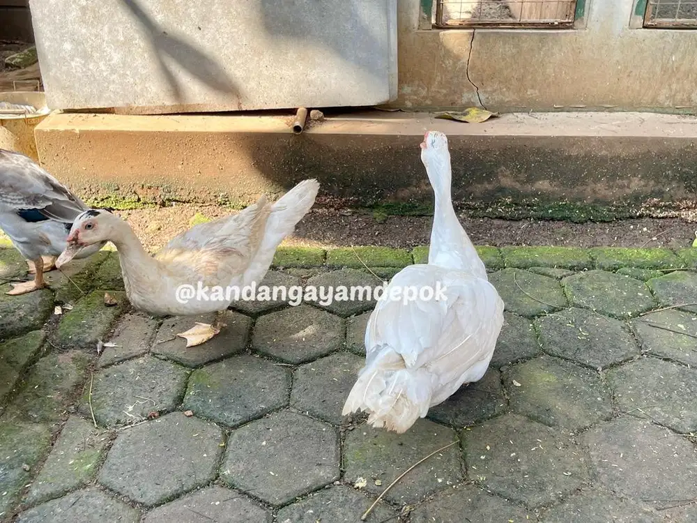Entok putih sepasang