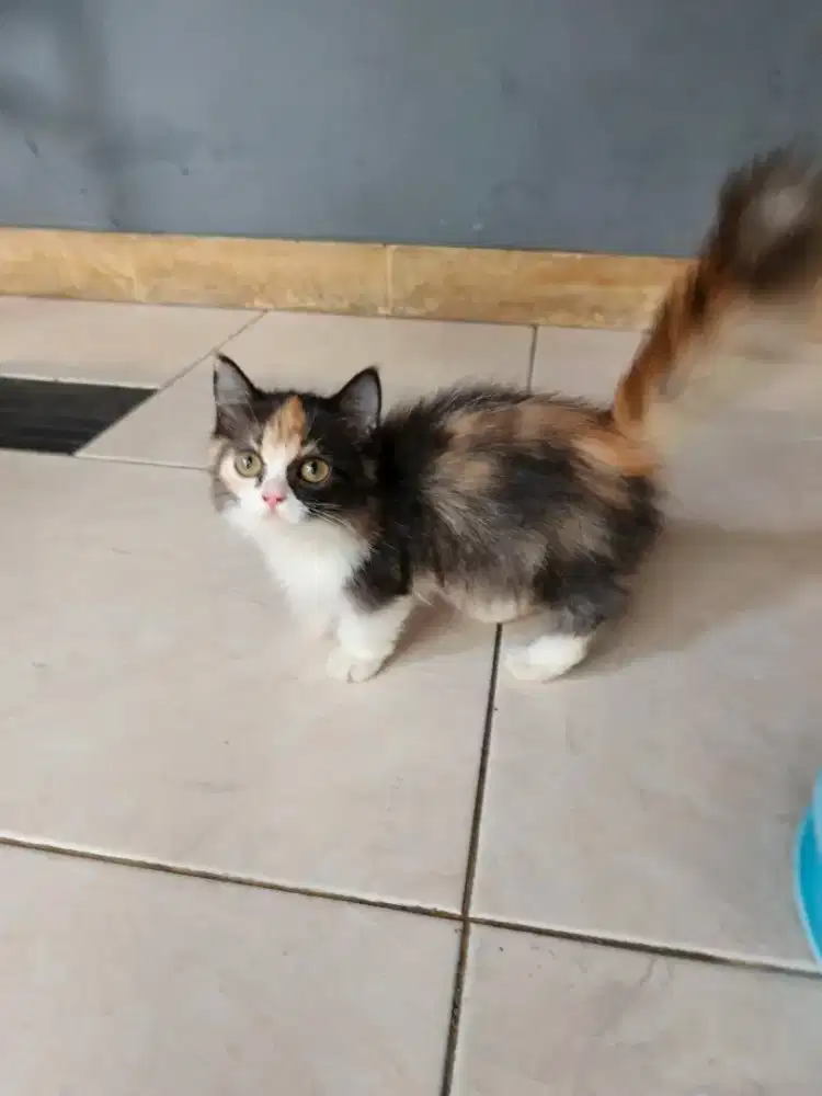 Munchkin Minuet Betina Calico