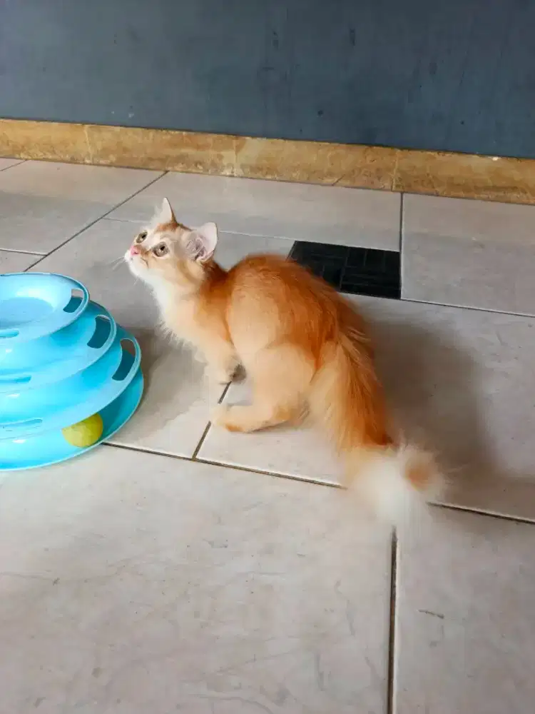 Munchkin Minuet Betina Oyen