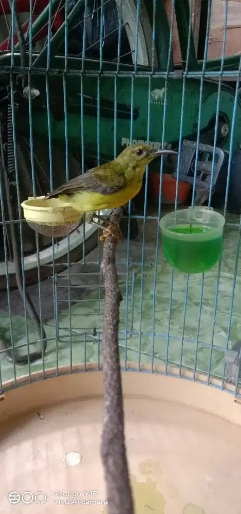 jual burung kolibri manggar jantan masi trotol bunyi