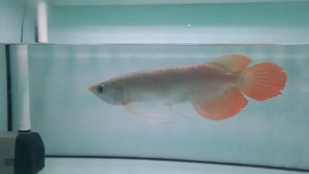 Super Red Slayer 32-34cm