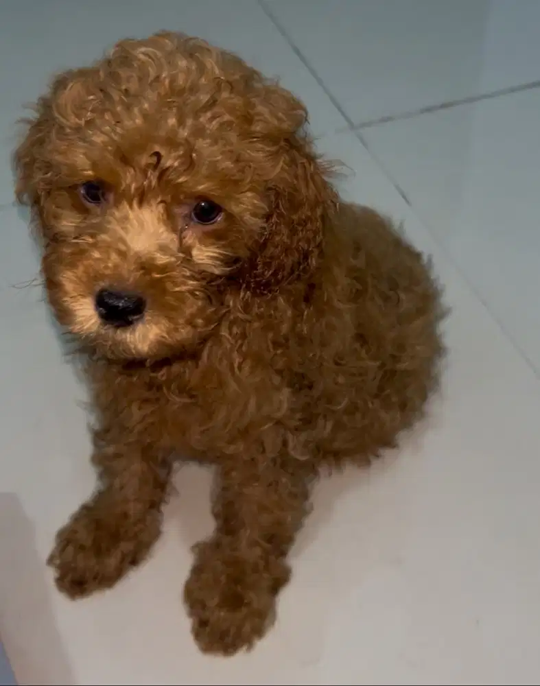 Dijual Poodle Jantan Red, usia 2,5 bln