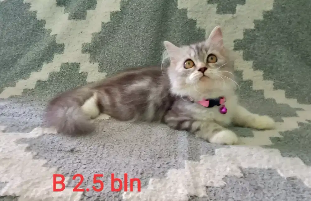 Kitten Persia Himalaya flatnose