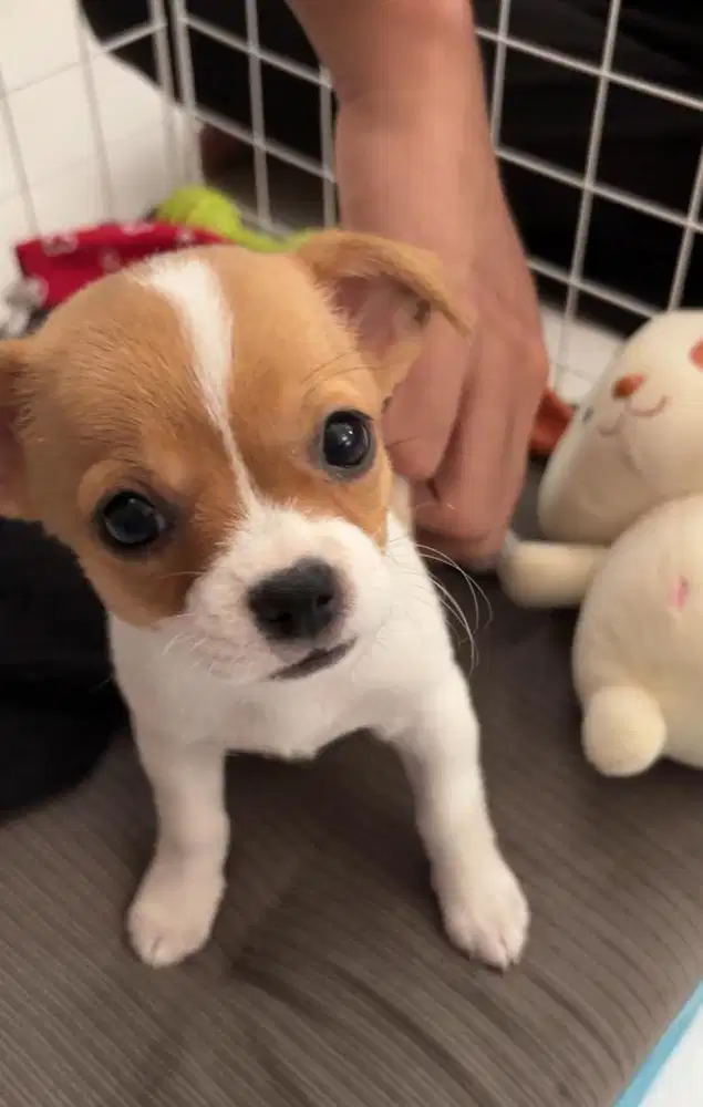 JUAL ANJING CHIHUAHUA (include makanan,susu,dll)