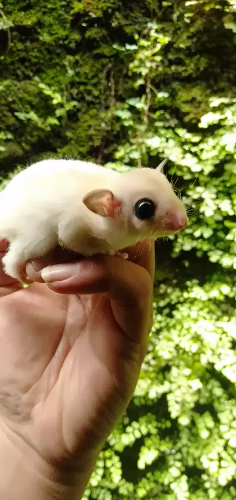 Sugar glider TPM