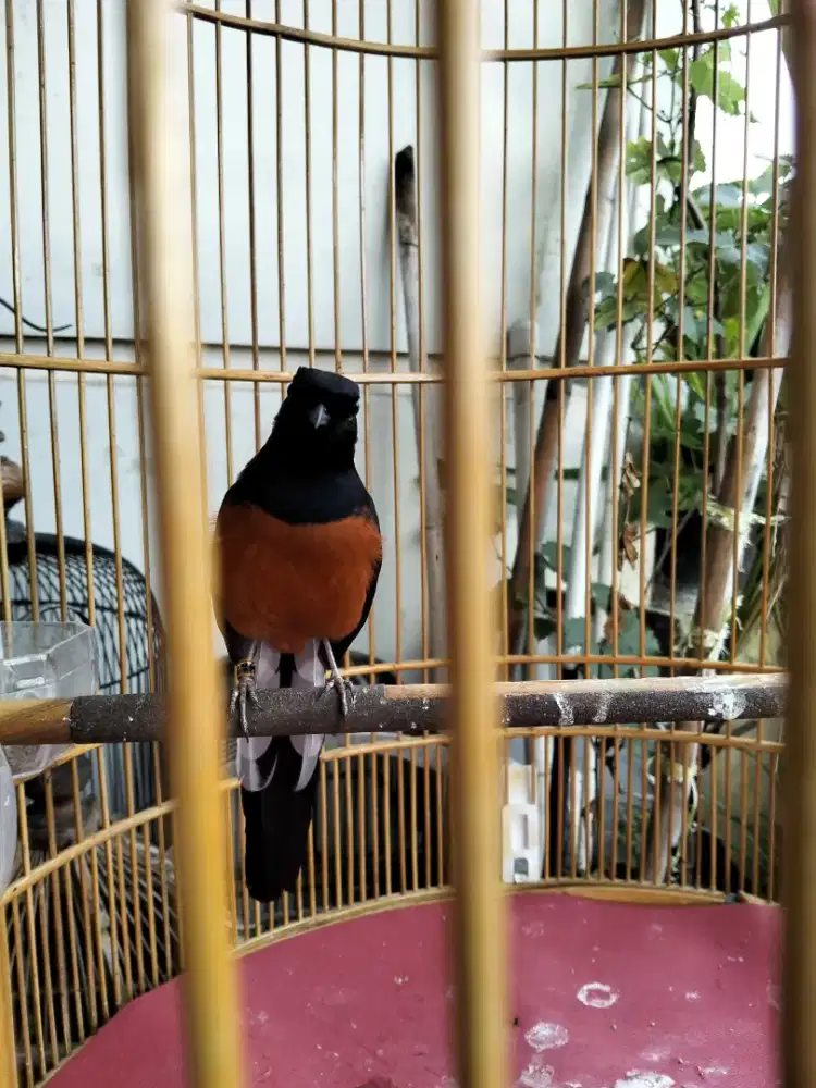 Jual murai batu