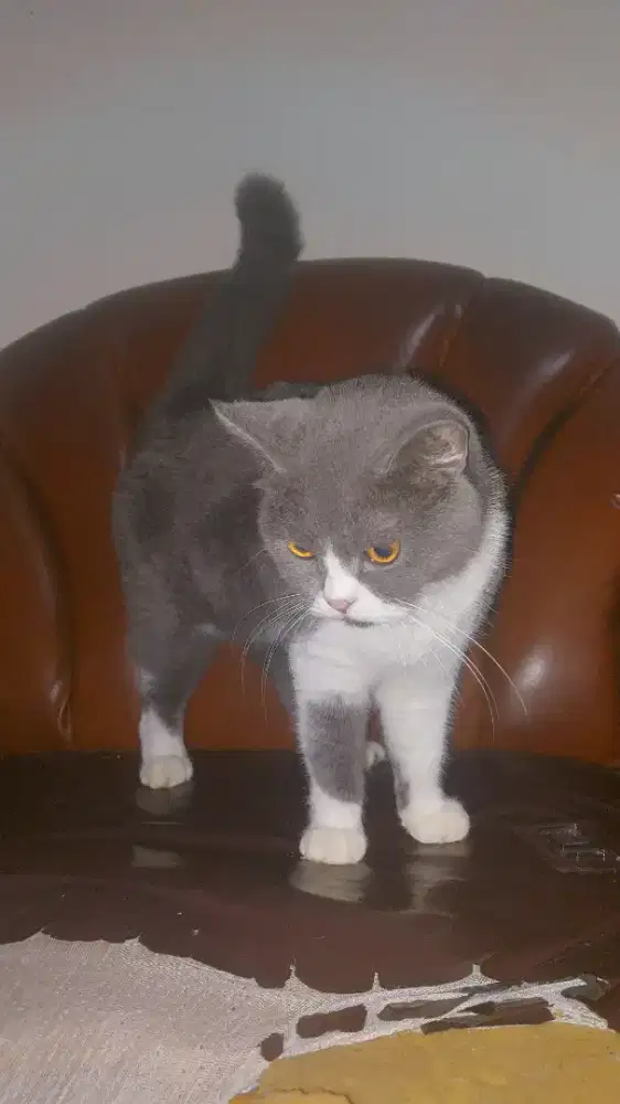 BSH BICO BETINA SUDAB BIRAHI BRITISH SHORT HAIR