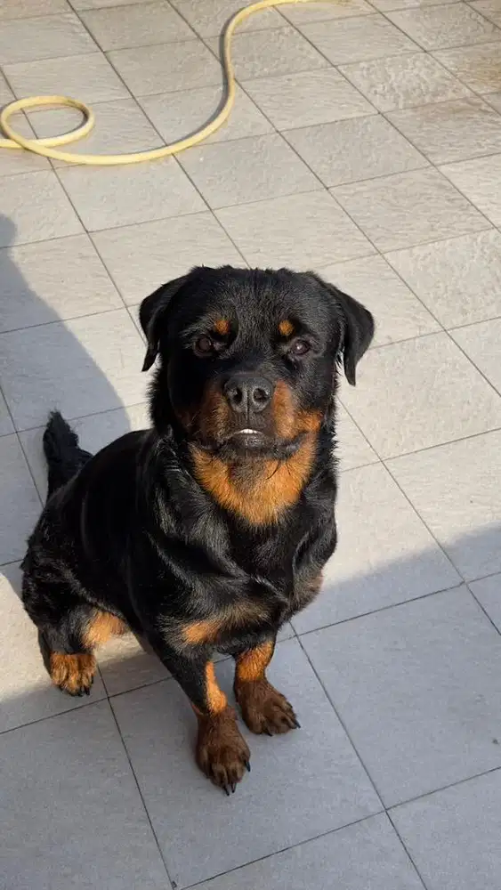 Rottweiler male bloodline import