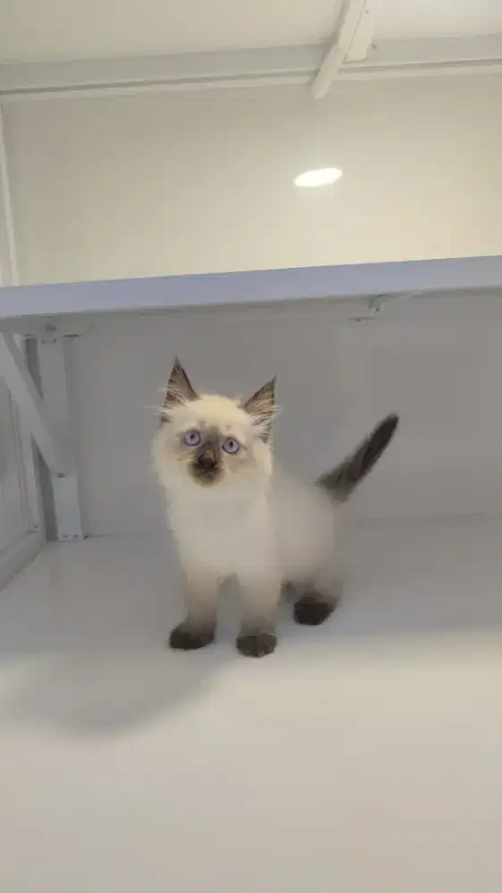 Kitten persia super lucu dan gembul