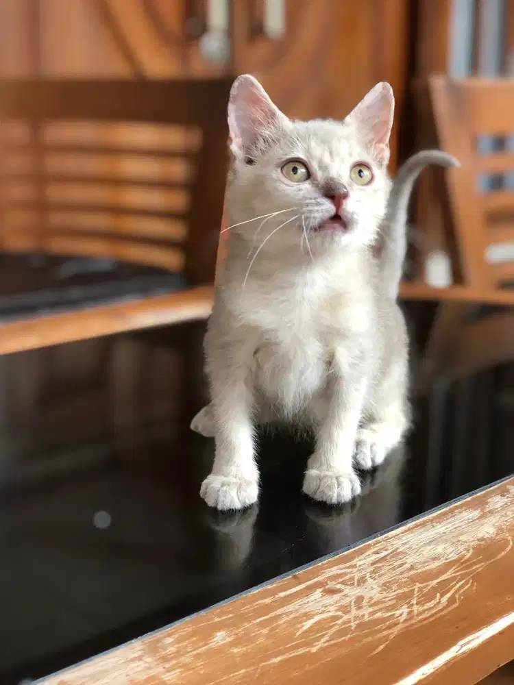 BSH Lilac line PED jantan