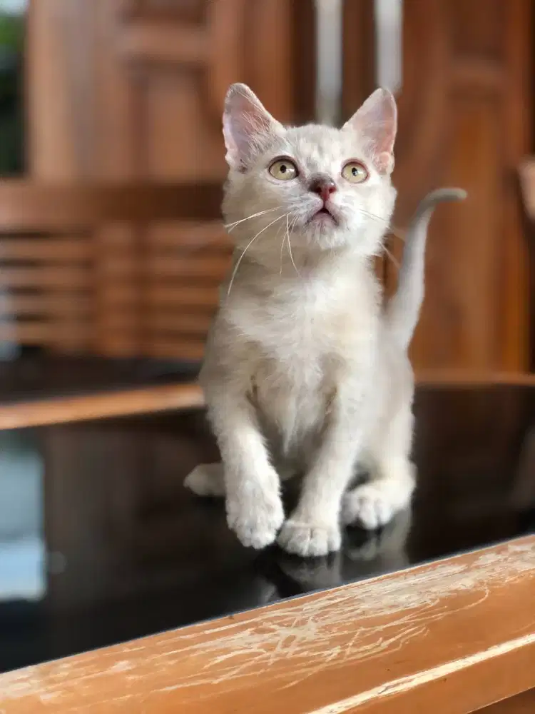 BSH Lilac line PED jantan