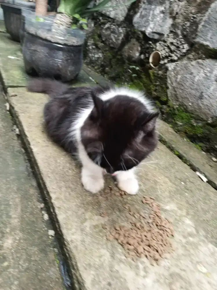 kucing persia (betina)